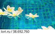 Blurred water background with flowers float on surface of swimming pool or pond. Plumeria frangipani white buds. Close-up. Стоковое видео, видеограф Igor Tichonow / Фотобанк Лори