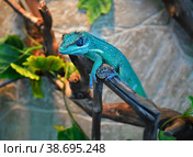 Knight Anole In the terrarium. Стоковое фото, фотограф Владимир Галкин / Фотобанк Лори
