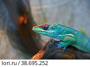 Knight Anole In the terrarium. Стоковое фото, фотограф Владимир Галкин / Фотобанк Лори