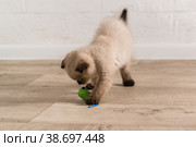 Маленький бежевый котенок окраса пойнт колор играет на полу с игрушкой из зеленой ткани. Стоковое фото, фотограф Наталья Гармашева / Фотобанк Лори