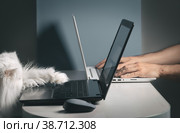 White funny cat trying to use a laptop. Стоковое фото, фотограф Happyphotons / Фотобанк Лори