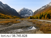 Amazing autumn Altai nature landscape of Aktru valley, mountain ice peaks of Siberia, fast mountain creek with stones, larch forest grow on mountain slopes and blue sky at sunny day. Altai, Siberia. Стоковое фото, фотограф Евгений / Фотобанк Лори