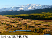Picturesque Altai nature landscape of swamp lakes, colorful sunny autumn forest and amazing mountain ice peaks of Siberia location, lonely larch tree grow on shore, blue cloudy sky. Altai, Siberia. Стоковое фото, фотограф Евгений / Фотобанк Лори