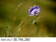 Beautiful flower background and nature concept. Amazing view of blue Caucasian Pincushion Flower or Caucasian Scabious near Elbrus mountain. Also known as Scabiosa Caucasica Fama on blurred background. Стоковое фото, фотограф Евгений / Фотобанк Лори