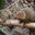 Dwarf mongoose. Стоковое фото, фотограф Юлия Бабкина / Фотобанк Лори