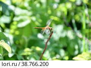Dragonfly (LAT. Odonata) Стоковое фото, фотограф Владимир Галкин / Фотобанк Лори
