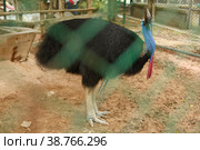 Big cassowary bird in a cage at the zoo (2013 год). Стоковое фото, фотограф Aleksandra Selivanova / Фотобанк Лори