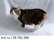 Fluffy cat without a tail stands on a white plain background. Стоковое фото, фотограф Aleksandra Selivanova / Фотобанк Лори