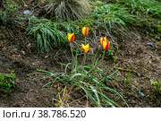 Miscellaneous tulips clusiana bloom in a garden in April. Стоковое фото, фотограф Ольга Сейфутдинова / Фотобанк Лори