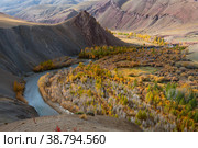 Amazing photo of Altai nature landscape of mountain river surrounded by high yellow hills or mountains with green and yellow trees and cattle on pasture as Siberia background. Rupublic Altai, Russia. Стоковое фото, фотограф Евгений / Фотобанк Лори