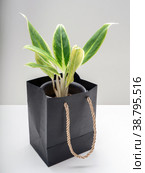 Aglaonema Lipstick green is a genus of flowering plants. Стоковое фото, фотограф Эльвира Коломийцева / Фотобанк Лори