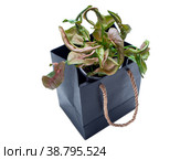 Syngonium Neon Pink is a genus of flowering plants. Стоковое фото, фотограф Эльвира Коломийцева / Фотобанк Лори