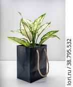 Aglaonema Super White is a genus of flowering plants. Стоковое фото, фотограф Эльвира Коломийцева / Фотобанк Лори