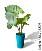 Syngonium Lime Green is a genus of flowering plants in the Araceae family. Стоковое фото, фотограф Эльвира Коломийцева / Фотобанк Лори