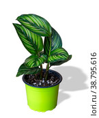 Calathea Pinstripe is a genus of flowering plants. Стоковое фото, фотограф Эльвира Коломийцева / Фотобанк Лори