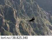 Condors above the Colca canyon at Condor Cross or Cruz Del Condor viewpoint, Chivay, Peru (2018 год). Стоковое фото, фотограф Сергей Майоров / Фотобанк Лори