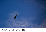 Condors above the Colca canyon at Condor Cross or Cruz Del Condor viewpoint, Chivay, Peru (2018 год). Стоковое фото, фотограф Сергей Майоров / Фотобанк Лори