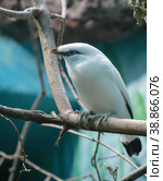 Балийский скворец или балийская майна. Bali Starling. Bali myna (2023 год). Стоковое фото, фотограф Галина Савина / Фотобанк Лори