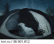 Big white cat sitting in the tent and looks at the stars. Outdors. Moon Light. Стоковое фото, фотограф Happyphotons / Фотобанк Лори