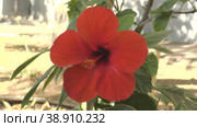 Цветок Гибискус китайский или Китайская роза (лат. Hibiscus rosa-sinensis) красного цвета. Стоковое видео, видеограф Владимир Галкин / Фотобанк Лори