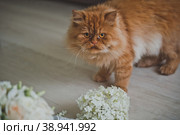A red fluffy cat is standing by the flowers 2511. Стоковое фото, фотограф Алёна Замотаева / Фотобанк Лори