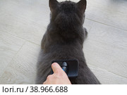 Рука с расческой вычесывает кота. Стоковое фото, фотограф Юлия Николаева / Фотобанк Лори