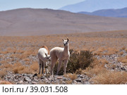 Lamas in Atacama Desert Chile South America. Стоковое фото, фотограф Andreas Muth-Hegener / Фотобанк Лори