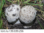 Forest mushrooms, wild forest, the search for mushrooms. Стоковое фото, фотограф Елена Бобкова / Фотобанк Лори