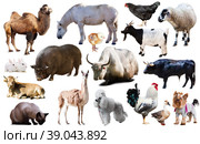 collection farm animals. Стоковое фото, фотограф Яков Филимонов / Фотобанк Лори