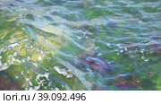 Каменное морское дно поросшее водорослями виднеется сквозь волнующуюся поверхность моря. Стоковое видео, видеограф Цыбин Вадим / Фотобанк Лори