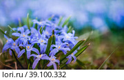 Цветы растения Хионодокса Люцилии (Scilla luciliae) Стоковое фото, фотограф Мария Мороз / Фотобанк Лори
