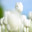 Beautiful white tulip flowers background. Amazing view of bright white tulip flowers bloom in garden at sunny spring day, green grass and blue sky landscape. Flowers spring time celebration concept. Стоковое фото, фотограф Евгений / Фотобанк Лори
