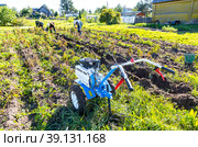 Harvesting potatoes with a walk-behind tractor (2022 год). Редакционное фото, фотограф FotograFF / Фотобанк Лори