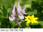 Хохлатка Галлера, или хохлатка плотная (Corydalis halleri, Corydalis solida ) крупным планом. Стоковое фото, фотограф Елена Коромыслова / Фотобанк Лори