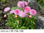 Розовые помпонные маргаритки (лат. Bellis perennis) цветут в весеннем саду. Стоковое фото, фотограф Елена Коромыслова / Фотобанк Лори