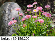 Розовые маргаритки многолетние помпонные (лат. Bellis perennis) цветут в саду весной. Стоковое фото, фотограф Елена Коромыслова / Фотобанк Лори