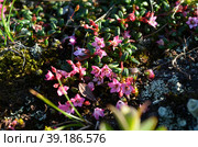 Кальмия лежачая (лат. Kalmia procumbens), растения Тиманского кряжа. Стоковое фото, фотограф Элина Жаденова / Фотобанк Лори