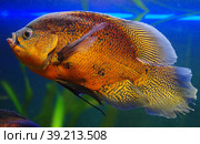 Astronotus ocellatus Cichlidae in the aquarium. Стоковое фото, фотограф Natalia Sidorova / Фотобанк Лори
