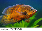Astronotus ocellatus Cichlidae in the aquarium. Стоковое фото, фотограф Natalia Sidorova / Фотобанк Лори