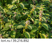 Южный Урал, цветущая мята полевая (Mentha arvensis). Southern Urals, blooming wild mint (Mentha arvensis). Стоковое фото, фотограф Евгений Романов / Фотобанк Лори