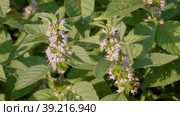 Южный Урал, цветущая мята полевая (Mentha arvensis). Southern Urals, blooming wild mint (Mentha arvensis). Стоковое видео, видеограф Евгений Романов / Фотобанк Лори
