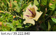 Тропическая лиана Соландра крупнейшая (лат. Solandra maxima). Надур (In-Nadur). Остров Гоцо (Gozo). Мальта (2023 год). Стоковое фото, фотограф lana1501 / Фотобанк Лори