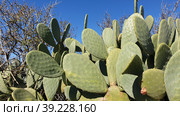 Опунция мелковолосистая (Opuntia microdasys). Надур (In-Nadur). Остров Гоцо (Gozo). Мальта (2023 год). Стоковое фото, фотограф lana1501 / Фотобанк Лори