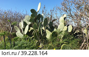 Опунция мелковолосистая (Opuntia microdasys). Надур (In-Nadur). Остров Гоцо (Gozo). Мальта (2023 год). Стоковое фото, фотограф lana1501 / Фотобанк Лори