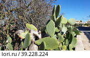 Опунция мелковолосистая (Opuntia microdasys). Надур (In-Nadur). Остров Гоцо (Gozo). Мальта (2023 год). Стоковое фото, фотограф lana1501 / Фотобанк Лори