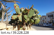 Опунция мелковолосистая (Opuntia microdasys). Надур (In-Nadur). Остров Гоцо (Gozo). Мальта (2023 год). Редакционное фото, фотограф lana1501 / Фотобанк Лори