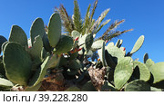 Опунция мелковолосистая (Opuntia microdasys). Надур (In-Nadur). Остров Гоцо (Gozo). Мальта (2023 год). Стоковое фото, фотограф lana1501 / Фотобанк Лори