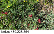 Сулла коронария (Sulla coronaria). Надур (In-Nadur). Остров Гоцо (Gozo). Мальта (2023 год). Стоковое фото, фотограф lana1501 / Фотобанк Лори
