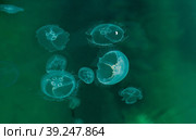 Aurelia jellyfish in the Black Sea, Crimea.Russia. Стоковое фото, фотограф Photojuli / Фотобанк Лори