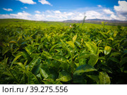 Landscape with tea fields at Sahambavy, Fianarantsoa ,Madagascar. Стоковое фото, фотограф Сергей Майоров / Фотобанк Лори